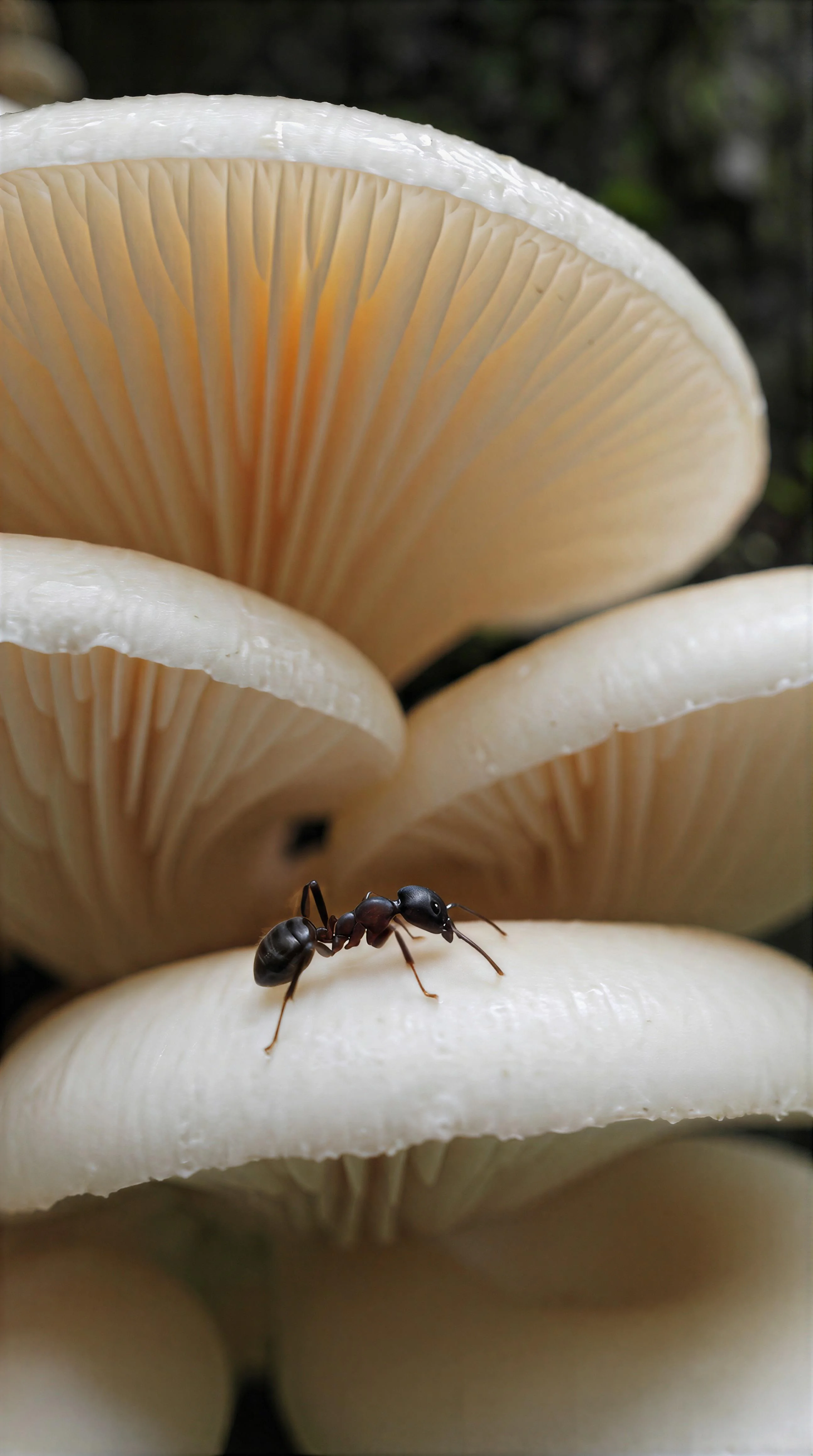 Ant on white tree fungus picture 1 of 1