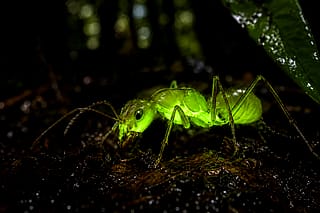 Glowing Ant in Brazil'