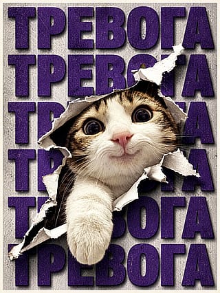 Posters with cats'