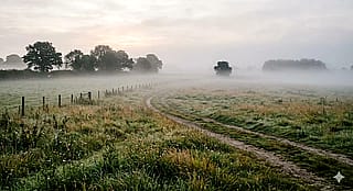 A field of fog'