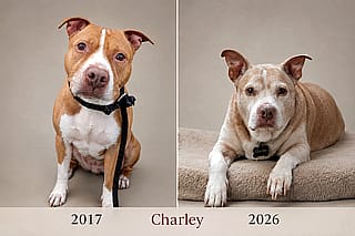 I created a professional side by side of my aging dog Charley.'