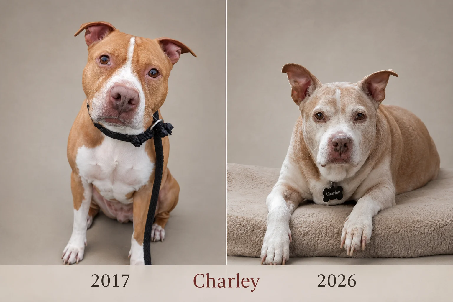 I created a professional side by side of my aging dog Charley. picture 1 of 1