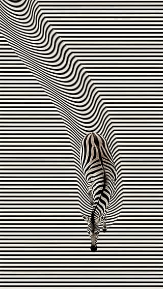 Zebra in the Rippled Realm'