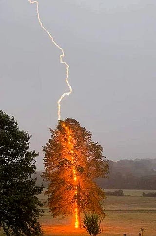 One in a million shot of lightning striking a tree'