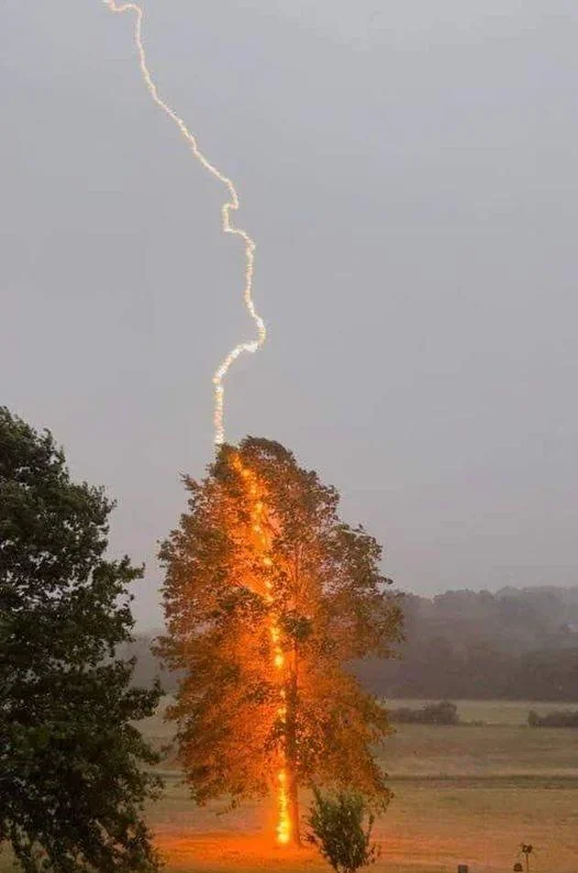 One in a million shot of lightning striking a tree picture 1 of 1