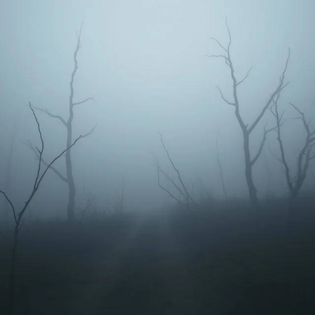 Creepy bog with fog picture 2 of 10