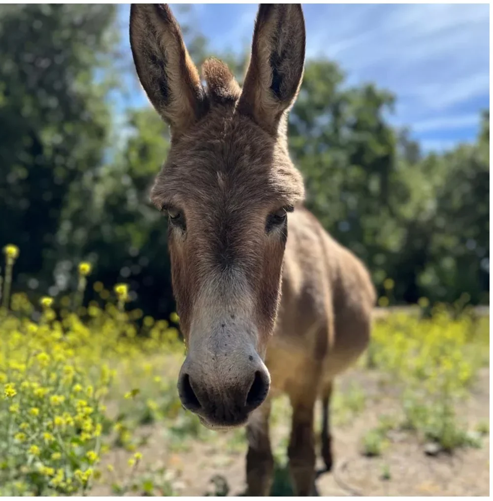 Shrek Grieving over the passing of his best friend....Donkey -Wonder a.i. picture 5 of 7