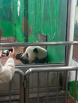 pandas'