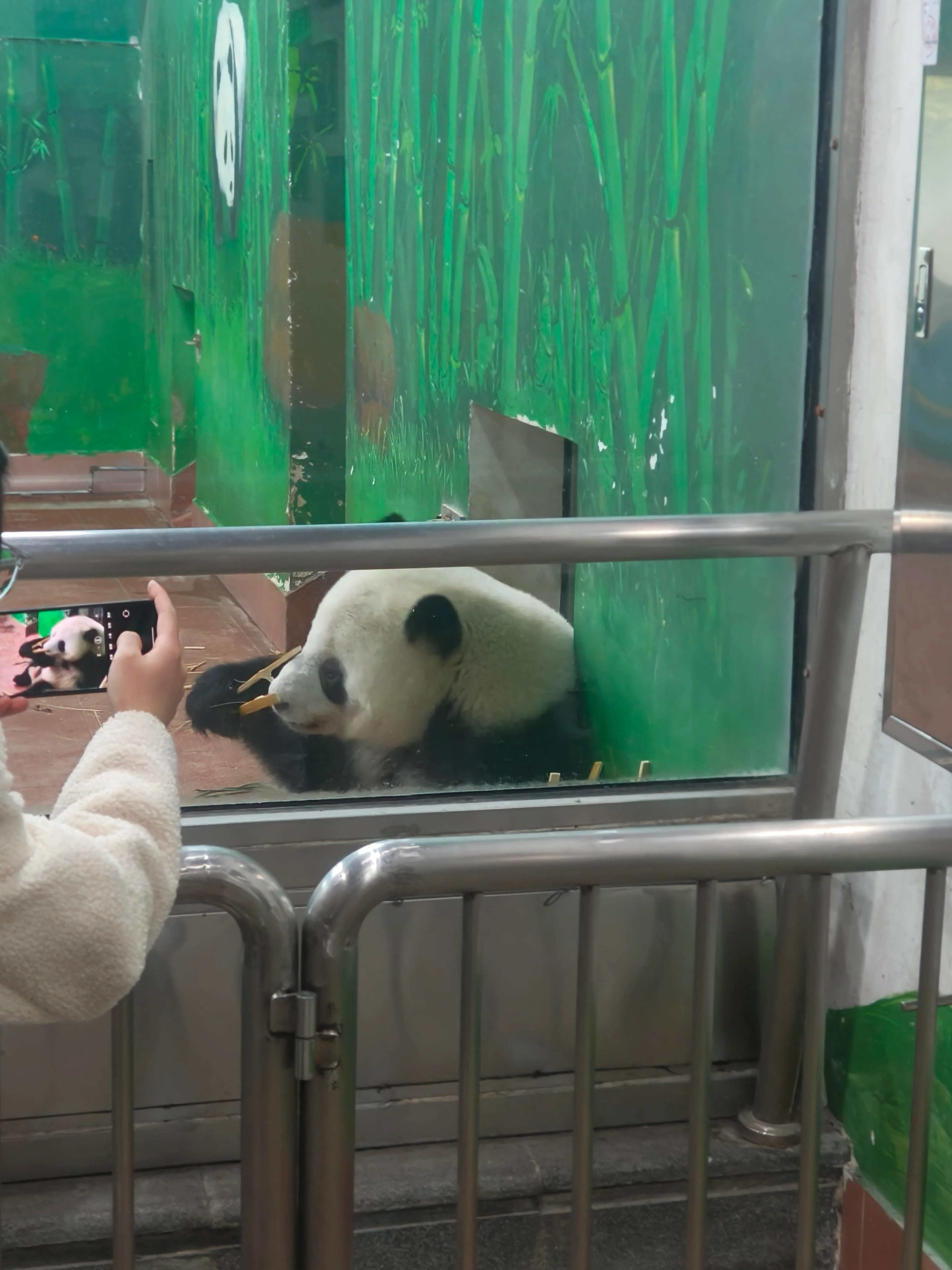 pandas picture 1 of 2