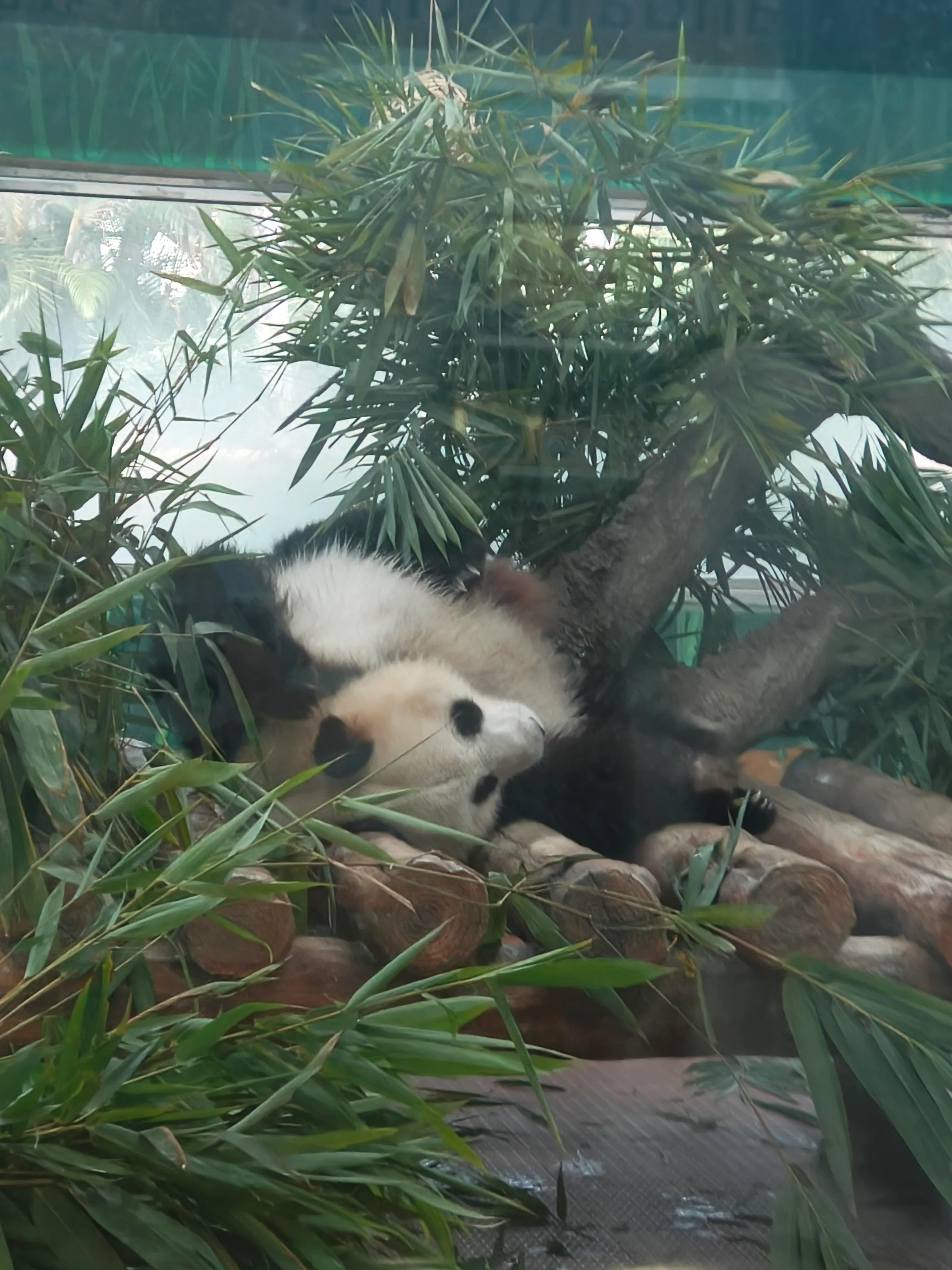 pandas picture 2 of 2