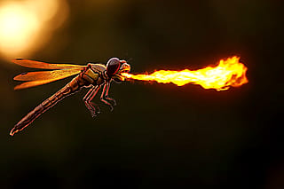 Fire-Breathing Dragonfly'