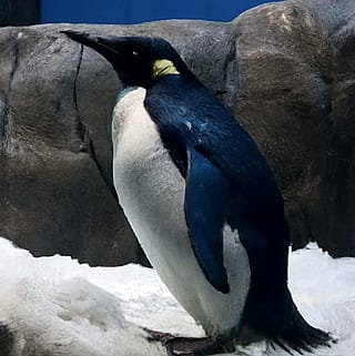 Penguin'