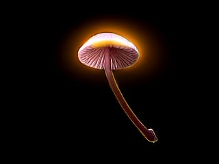 Mystic Mushroom'