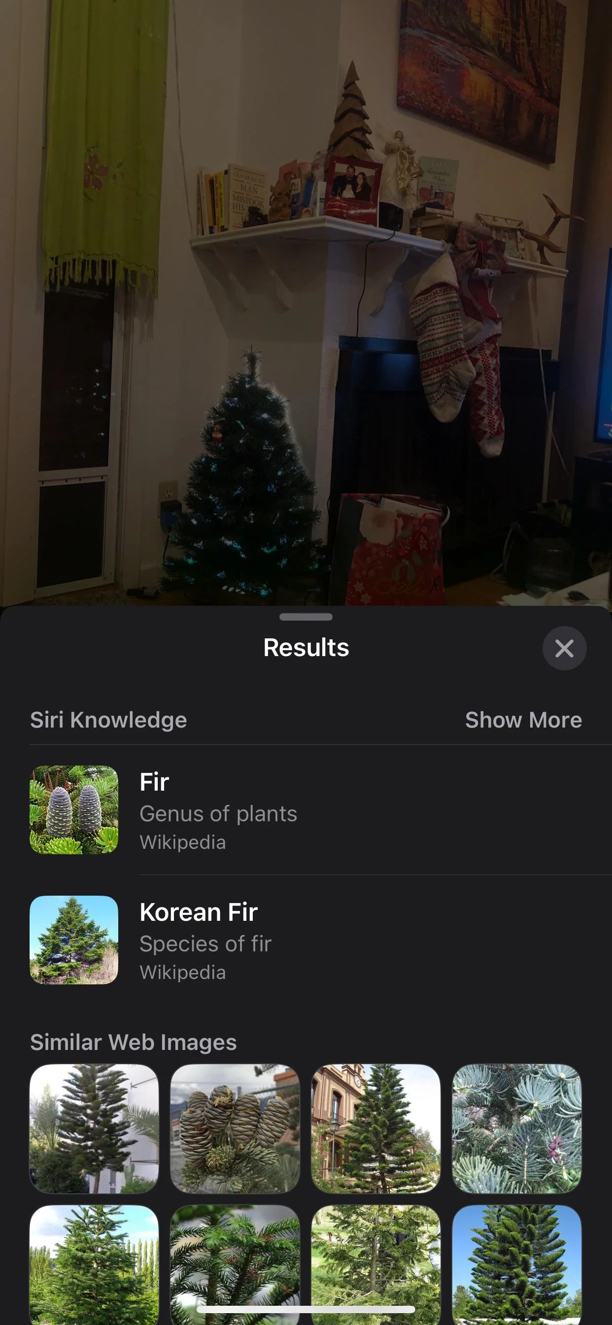 My phone thinks my grandparents 10-15 yr old fake Costco mini tree is as real… picture 1 of 1