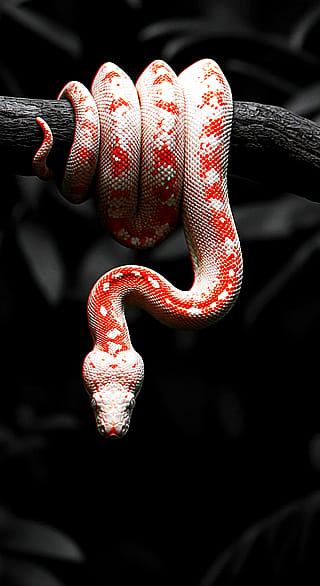 Red Colombian Boa'