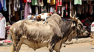 [FLUX Pro 1.1 Ultra Raw Mode] a dog sleeping on the back of a standing bull in a market,'