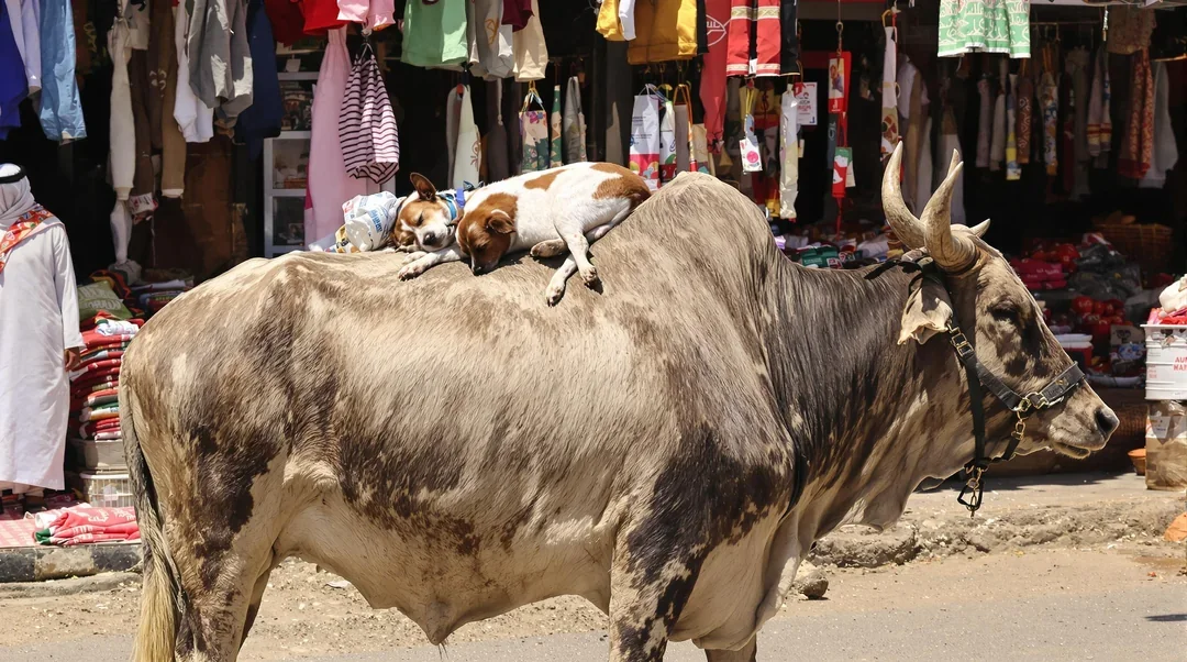 [FLUX Pro 1.1 Ultra Raw Mode] a dog sleeping on the back of a standing bull in a market, picture 1 of 1