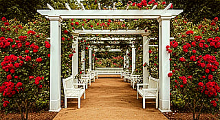 Vintage Nikon F Camera Shot of an English Red Rose Garden in Golden Hour Light, 1960'