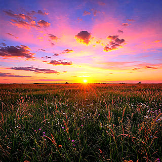 Meadow at sunset.'