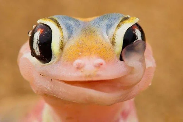 I used AI to turn animals into anime women. picture 9 of 10