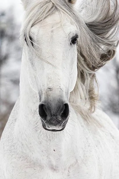 I used AI to turn animals into anime women. picture 10 of 10