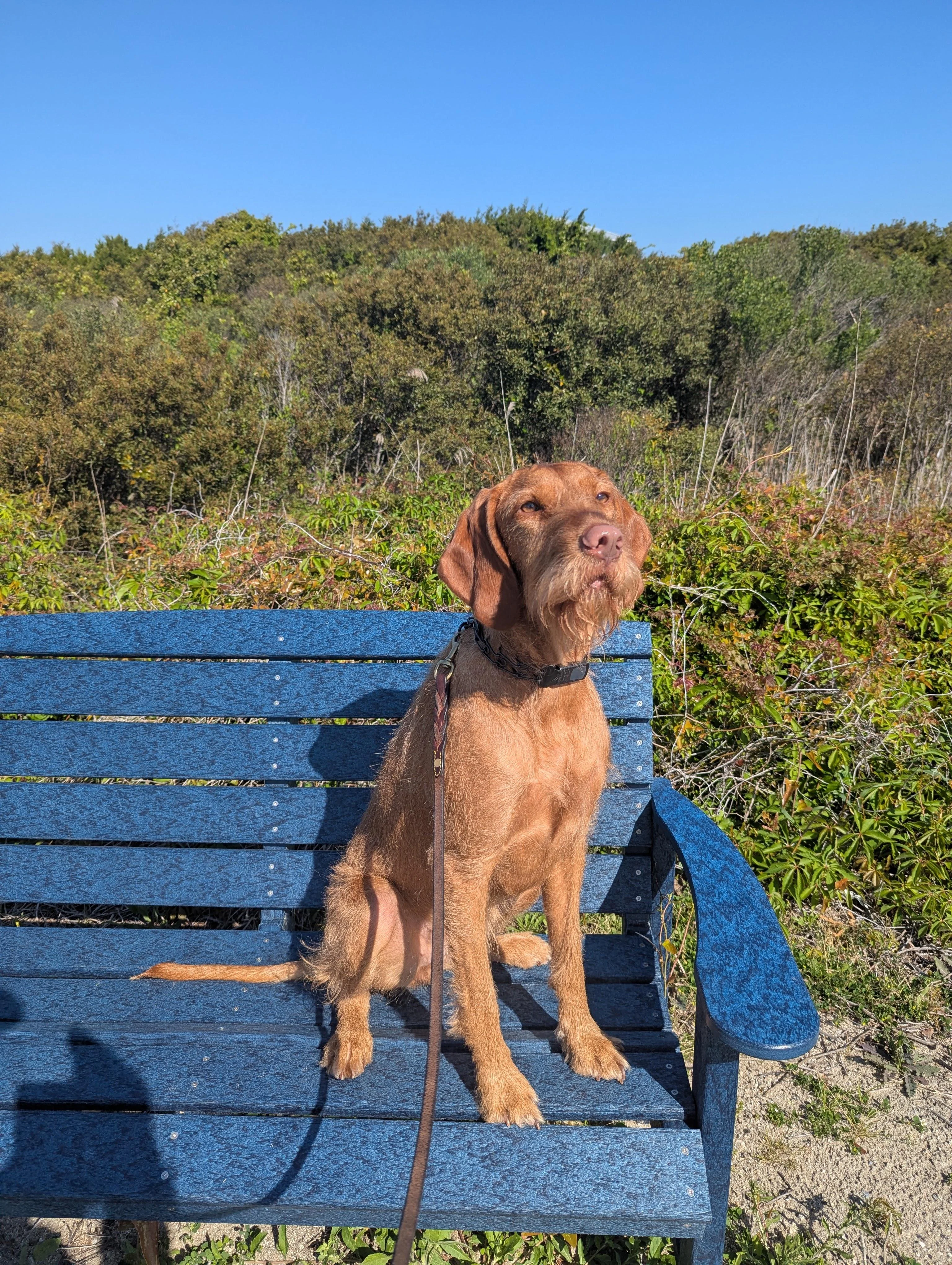 My Dog as A Woman picture 1 of 2