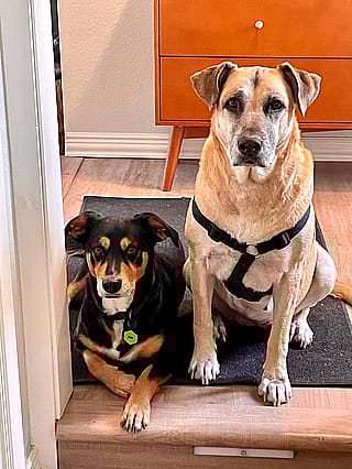 Pls Put These Goobers into your version of the American Gothic painting'