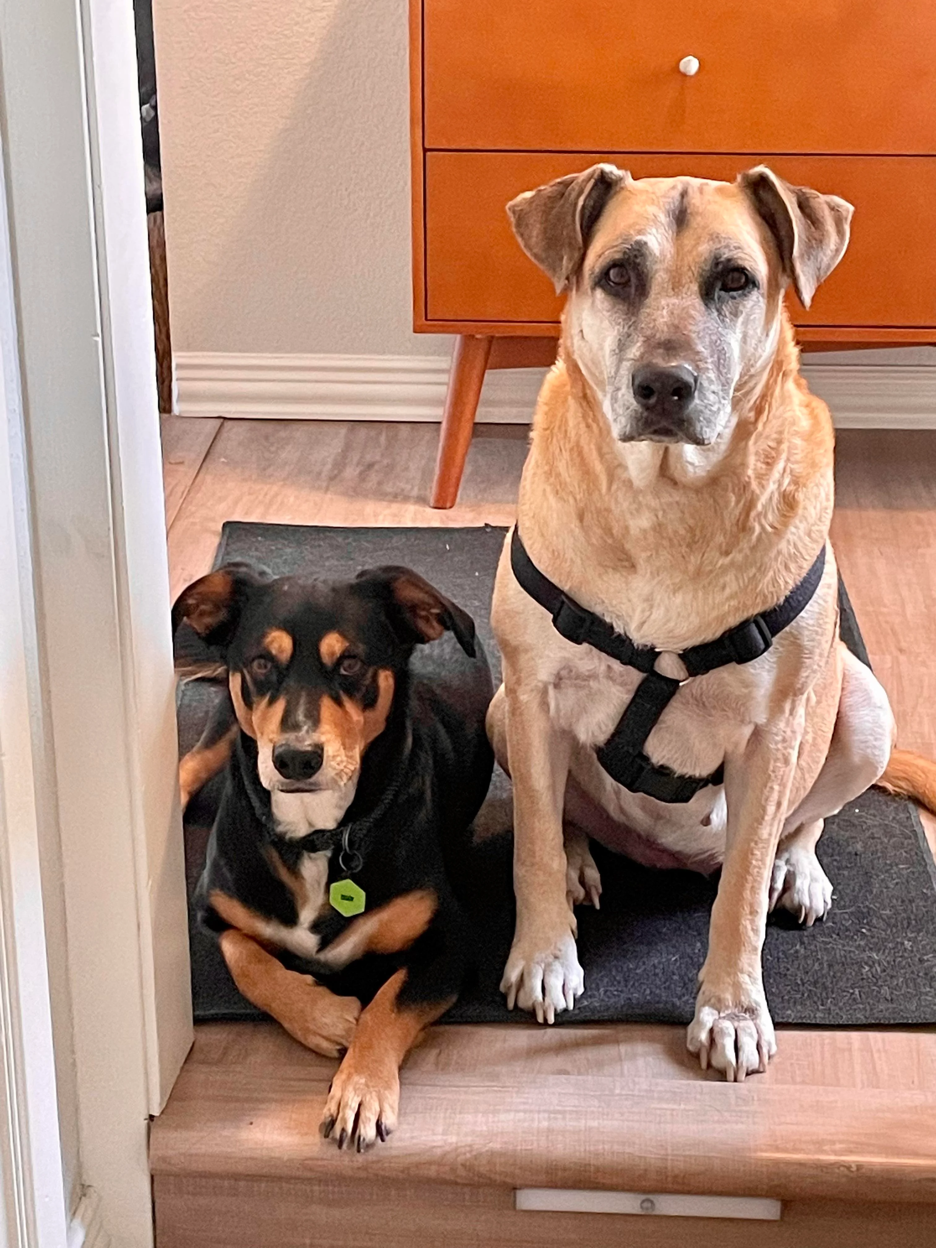 Pls Put These Goobers into your version of the American Gothic painting picture 1 of 2