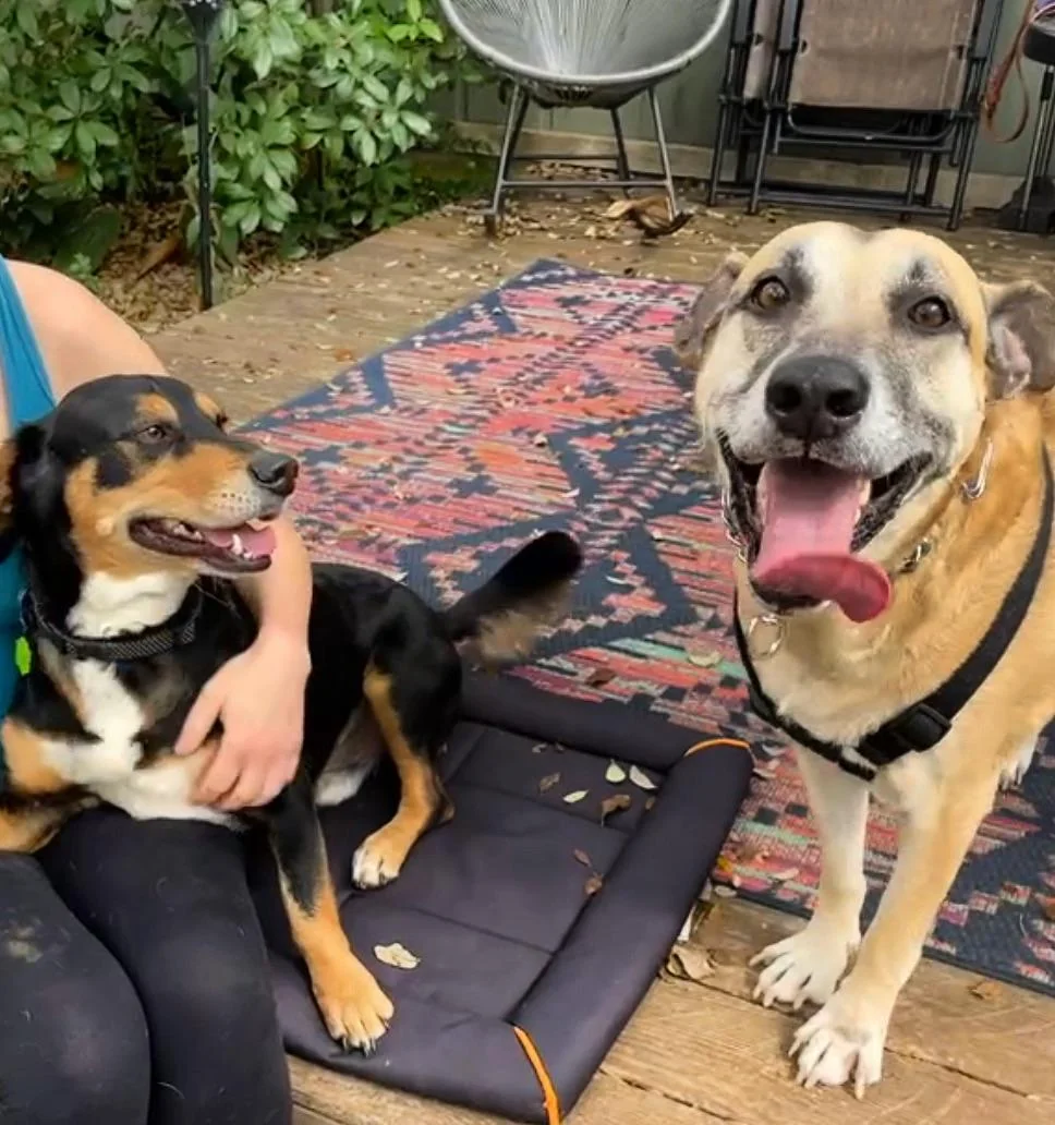 Pls Put These Goobers into your version of the American Gothic painting picture 2 of 2