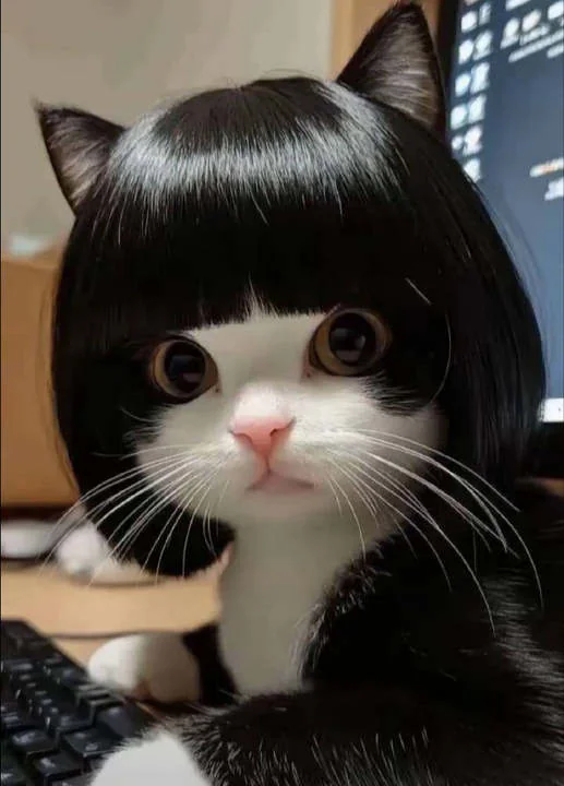 How's your cat look like in ghibli? picture 2 of 3