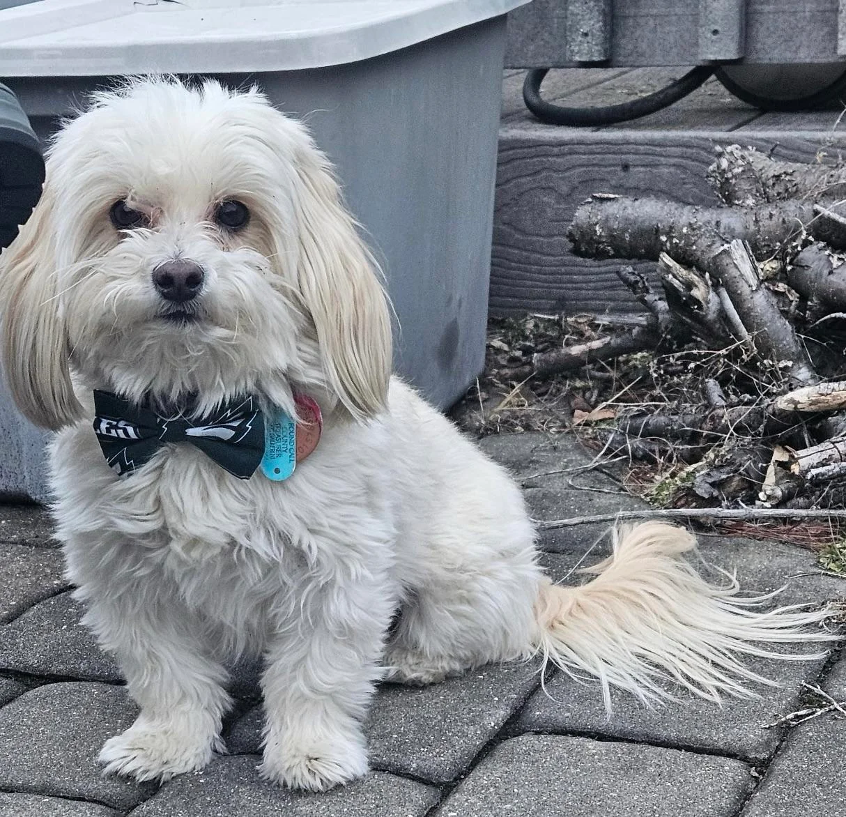 Asked ChatGPT to make my dog the subject of "Saturn Devouring His Son" picture 1 of 2
