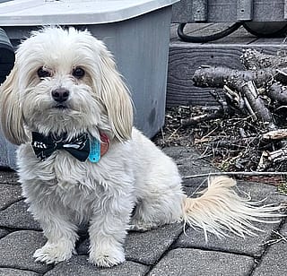 Asked for my dog as a Sasquatch. Not disappointed'