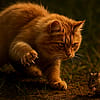 LostFoundPound