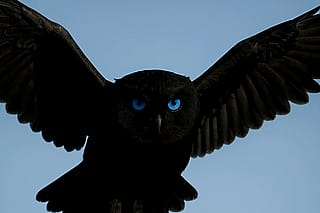 The eyes are so intimidating. Just cant stop looking at it'