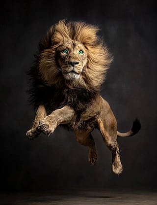 Lion (shifter) Jumping for Joy'