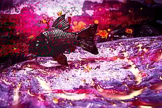 Fish!'