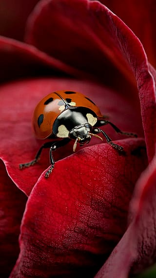 Up Close: The Tiny Details of a Ladybug'