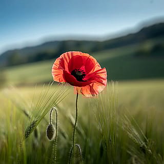 Red Flower'