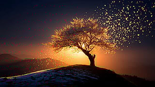 Winter Blossom Sunset'