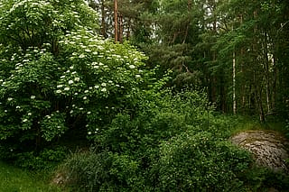 Nature Realism'