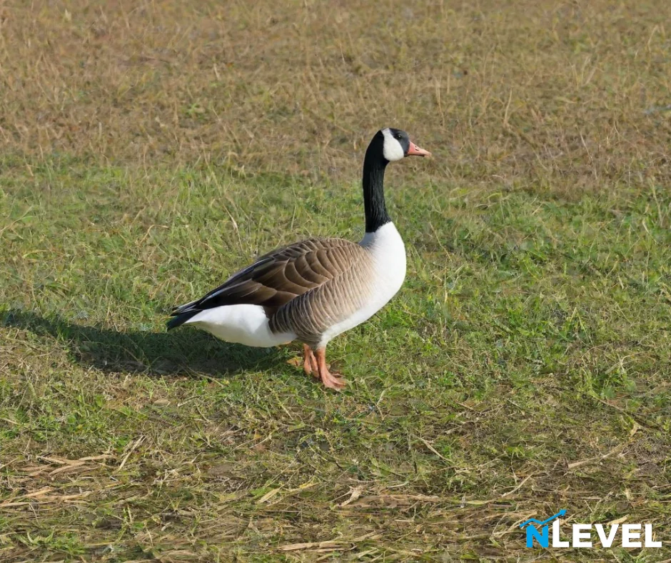 A Goose In A Field picture 1 of 1
