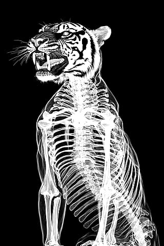 Tiger X-ray'