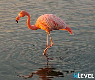 A Flamingo Balancing In The Water'