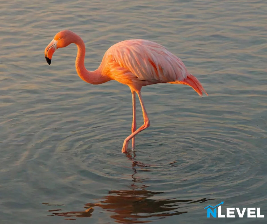 A Flamingo Balancing In The Water picture 1 of 1
