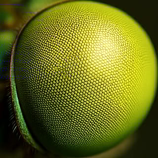 AI Vision of a Dragonfly – Geometry in Motion'