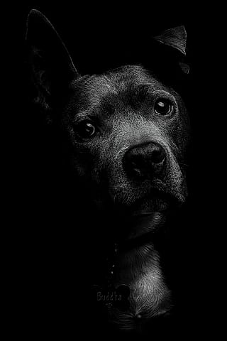 Turned my dogs into supermodels.'