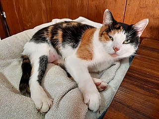 I asked Chat GPT to have my cat give me a thumbs up! I couldn't stop laughing for 5 mins.'