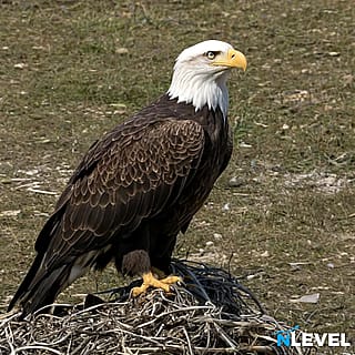 A Mighty Bald Eagle'