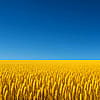Jazzlike_Ad_3008