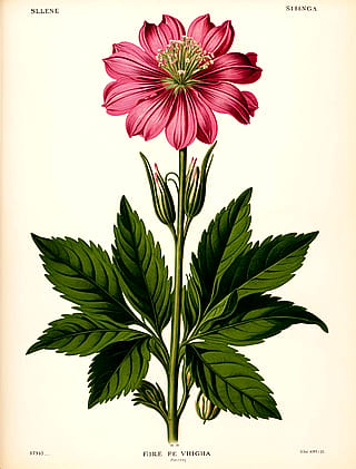 19th Century Botanical Illustration'